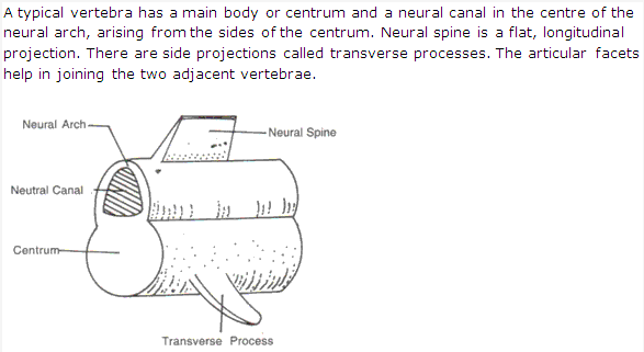 Frank ICSE Solutions for Class 9 Biology - The Skeletal System 1