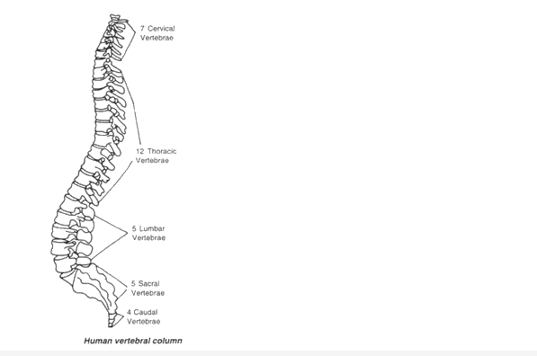 Frank ICSE Solutions for Class 9 Biology - The Skeletal System 3