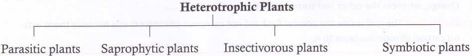 Heterotrophic Nutrition - Types Of Heterotrophic Nutrition With Examples 2