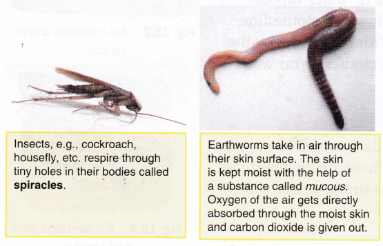 How Air Supports Life In Plants And Animals 2