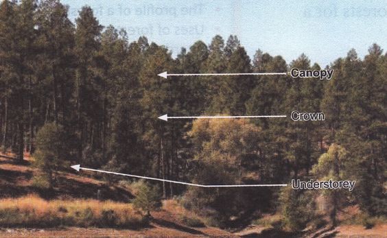 How Many Layers Are In The Rainforest 1