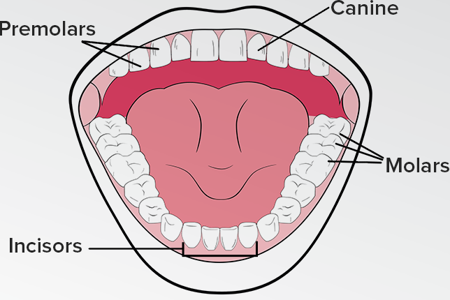 How Many Types Of Teeth Do We Have 1