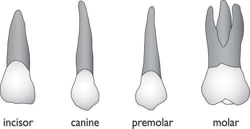 How Many Types Of Teeth Do We Have 2