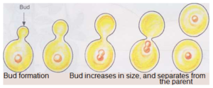 How Plants can Reproduce Asexually 1