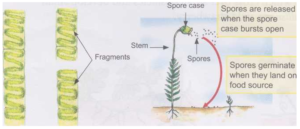 How Plants can Reproduce Asexually 2