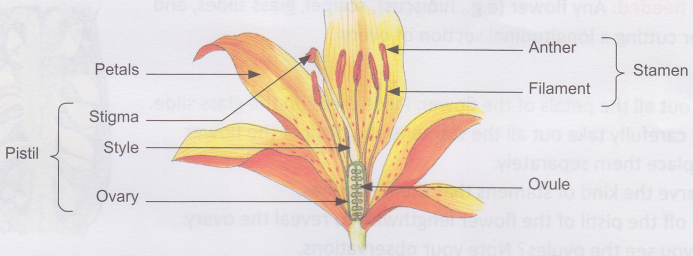 How does a Flowering Plant Reproduce 1