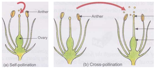 How does a Flowering Plant Reproduce 3