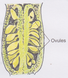 How does a Flowering Plant Reproduce 4