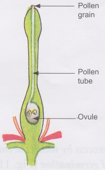 How does a Flowering Plant Reproduce 7