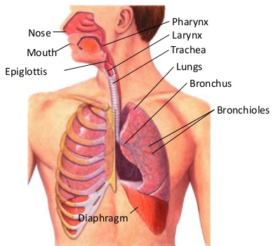 How does the Air Travel Through the Respiratory System 1