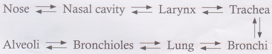 How does the Air Travel Through the Respiratory System 3