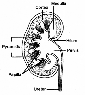 ICSE 2019 Biology Question Paper Solved for Class 10 - 10