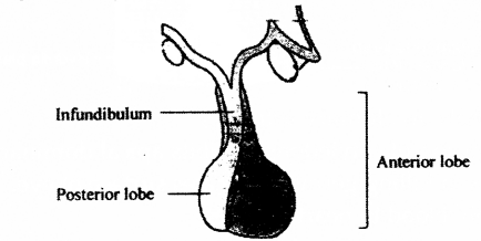 ICSE 2019 Biology Question Paper Solved for Class 10 - 11