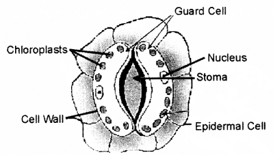 ICSE 2019 Biology Question Paper Solved for Class 10 - 12