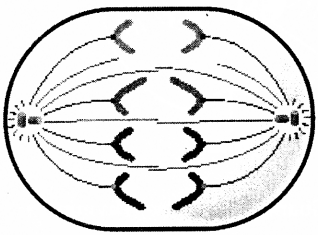 ICSE 2019 Biology Question Paper Solved for Class 10 - 15