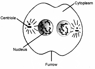 ICSE 2019 Biology Question Paper Solved for Class 10 - 16