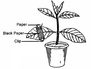 ICSE 2019 Biology Question Paper Solved for Class 10 - 6