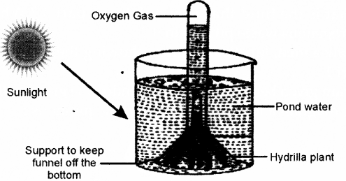 ICSE 2019 Biology Question Paper Solved for Class 10 - 8