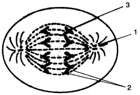 ICSE Biology Question Paper 2007 Solved for Class 10 - 12