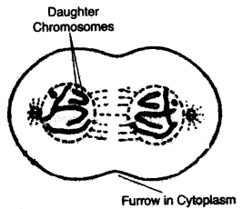 ICSE Biology Question Paper 2007 Solved for Class 10 - 13