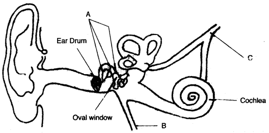 ICSE Biology Question Paper 2007 Solved for Class 10 - 2