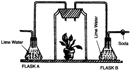 ICSE Biology Question Paper 2007 Solved for Class 10 - 4