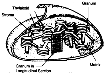 ICSE Biology Question Paper 2007 Solved for Class 10 - 5