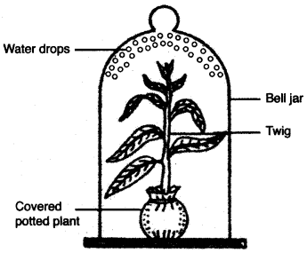 ICSE Biology Question Paper 2008 Solved for Class 10 - 1