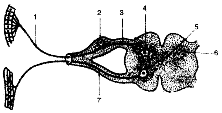 ICSE Biology Question Paper 2008 Solved for Class 10 - 10