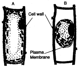 ICSE Biology Question Paper 2008 Solved for Class 10 - 11