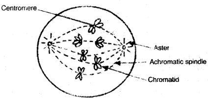 ICSE Biology Question Paper 2008 Solved for Class 10 - 12