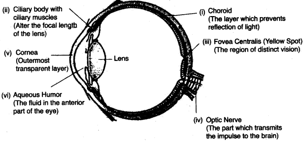 ICSE Biology Question Paper 2008 Solved for Class 10 - 5