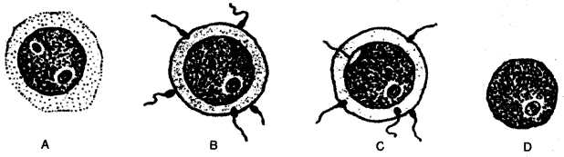 ICSE Biology Question Paper 2008 Solved for Class 10 - 7