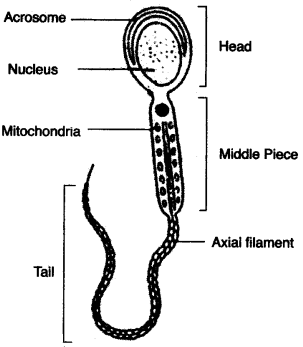 ICSE Biology Question Paper 2008 Solved for Class 10 - 8