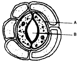 ICSE Biology Question Paper 2009 Solved for Class 10 - 5