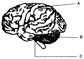 ICSE Biology Question Paper 2009 Solved for Class 10 - 6