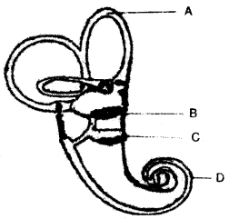 ICSE Biology Question Paper 2009 Solved for Class 10 - 7