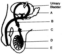 ICSE Biology Question Paper 2009 Solved for Class 10 - 8