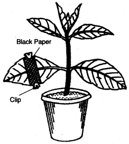 ICSE Biology Question Paper 2009 Solved for Class 10 - 9