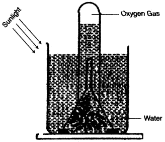 ICSE Biology Question Paper 2010 Solved for Class 10 - 1