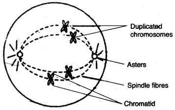 ICSE Biology Question Paper 2010 Solved for Class 10 - 10