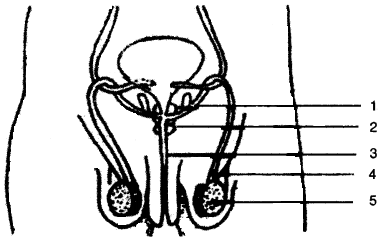 ICSE Biology Question Paper 2010 Solved for Class 10 - 3