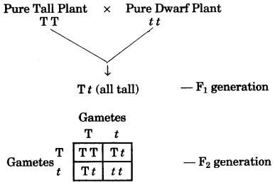 ICSE Biology Question Paper 2010 Solved for Class 10 - 4