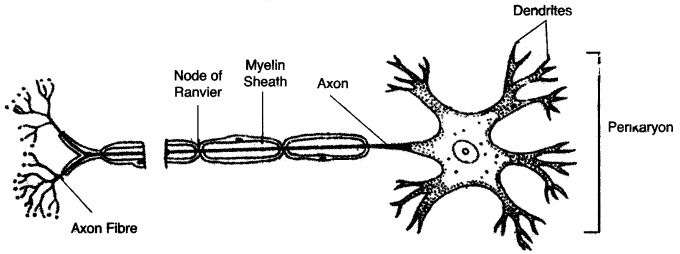 ICSE Biology Question Paper 2010 Solved for Class 10 - 6