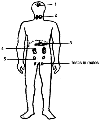 ICSE Biology Question Paper 2010 Solved for Class 10 - 8