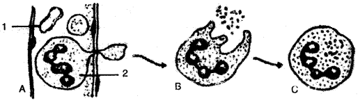 ICSE Biology Question Paper 2011 Solved for Class 10 - 1