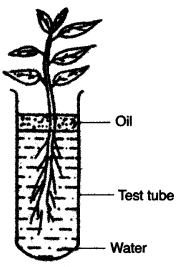 ICSE Biology Question Paper 2011 Solved for Class 10 - 10