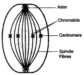 ICSE Biology Question Paper 2011 Solved for Class 10 - 11