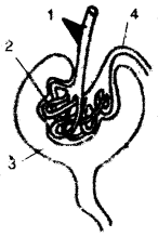 ICSE Biology Question Paper 2011 Solved for Class 10 - 2