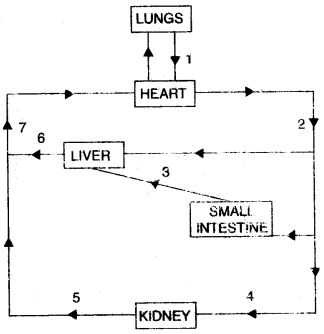 ICSE Biology Question Paper 2011 Solved for Class 10 - 4